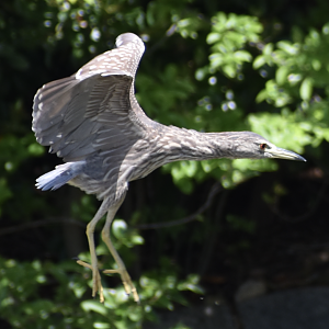 Black Crowned Night Heron ~ Kasai Rinkai Bird Sanctuary