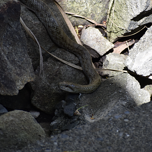 Japanese Rat Snake ~ Kasai Rinkai Bird Sanctuary
