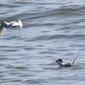Little Tern ~ Kasai Rinkai Bird Sanctuary