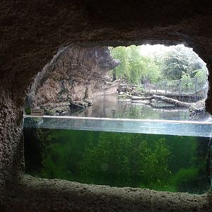 European otter underwater viewing