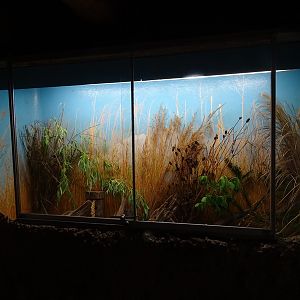 Harvest mouse enclosure