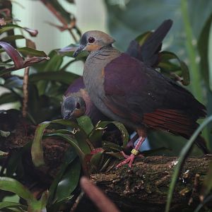 Crested Quail-Dove (Geotrygon versicolor)