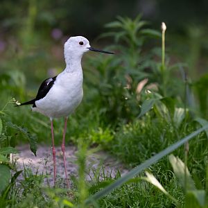 Black-winged Stilt (Himantopus himantopus)