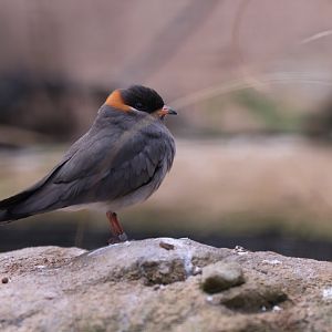 Rock Pratincole (Glareola nuchalis)