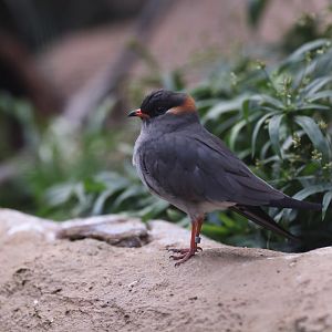 Rock Pratincole (Glareola nuchalis)