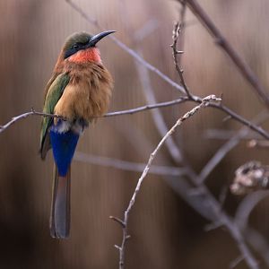 Red-throated Bee-eater (Merops bulocki)