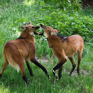 Maned Wolf (Chrysocyon brachyurus)