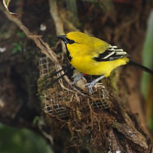 Yellow Oriole (Icterus nigrogularis)