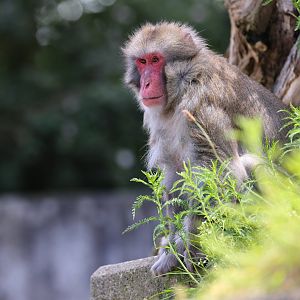 Japanese Macaque (Macaca fuscata)