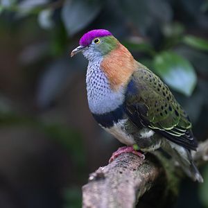 Superb Fruit-Dove (Ptilinopus superbus)