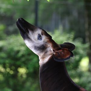 Okapi (Okapia johnstoni)