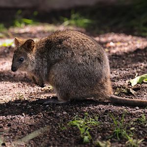 Quokka (Setonix brachyurus)