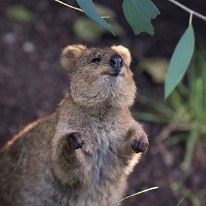 Quokka (Setonix brachyurus)