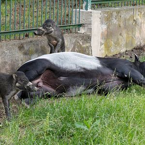 Malayan tapir (Tapirus indicus) & Negros warty pigs (Sus cebifrons negrinus)