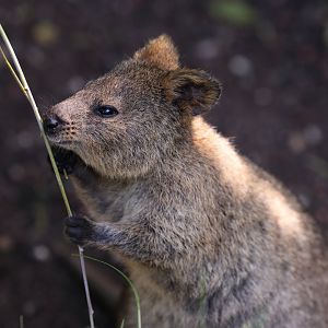 Quokka (Setonix brachyurus)