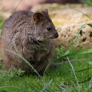 Quokka (Setonix brachyurus)