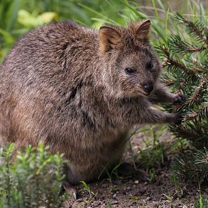 Quokka (Setonix brachyurus)