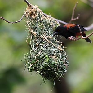 Vieillot's Black Weaver (Ploceus nigerrimus)