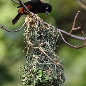 Vieillot's Black Weaver (Ploceus nigerrimus)