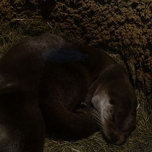 European otter (Lutra lutra lutra)