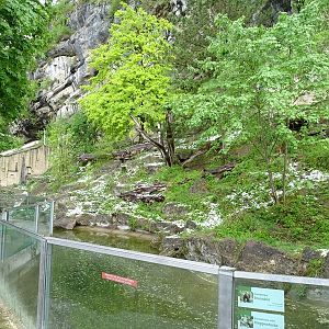 Brown bear + corsac fox enclosure
