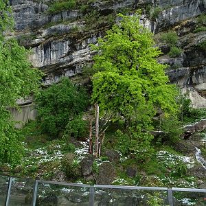 Brown bear + corsac fox enclosure