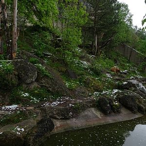 Brown bear + corsac fox enclosure
