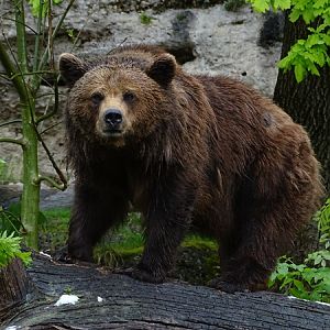 European brown bear (Ursus arctos arctos)