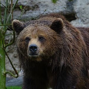 European brown bear (Ursus arctos arctos)