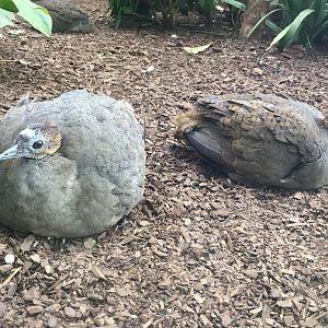 Great Tinamous (Tinamus major)