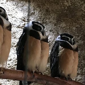 Spectacled Owls (Pulsatrix perspicillata)