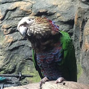 Red-Fan Parrot (Deroptyus accipitrinus)