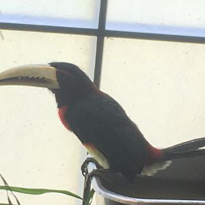 Ivory-Billed Aracari (Pteroglossus azara)
