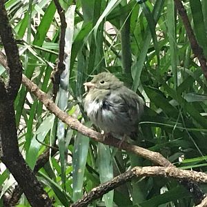 Golden-Headed Manakin (Ceratopipra erythrocephala)