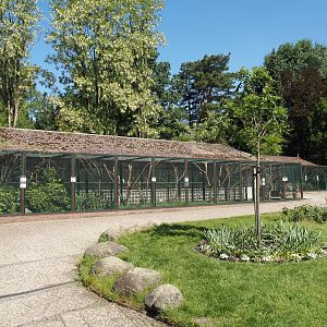 Parrot, Pygmy falcon and songbird aviary block, 2024-05-23