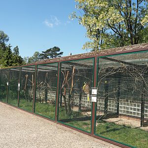 Parrot, Pygmy falcon and songbird aviary block, 2024-05-23