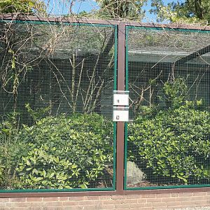 Eastern Vasa parrot, Red fody and Madagascar lovebird aviary, 2024-05-23