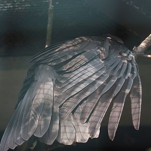 Eastern Vasa parrot (Coracopsis vasa vasa), 2024-05-23