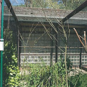 African pygmy falcon aviary,  2024-05-23