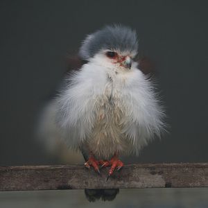 African pygmy falcon (Polihierax semitorquatus), 2024-05-22