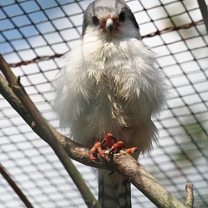 African pygmy falcon (Polihierax semitorquatus), 2024-05-24