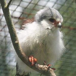 African pygmy falcon (Polihierax semitorquatus), 2024-05-24