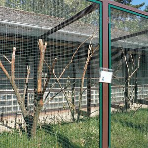 African parrot aviary, 2024-05-23