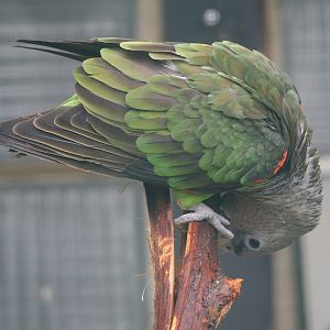 Kuhl's brown-necked parrot (Poicephalus fuscicollis fuscicollis), 2024-05-22