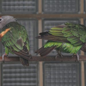 Kuhl's brown-necked parrots (Poicephalus fuscicollis fuscicollis), 2024-05-22