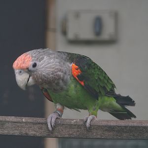Kuhl's brown-necked parrot (Poicephalus fuscicollis fuscicollis), 2024-05-22