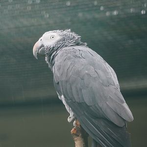 Timneh parrot (Psittacus timneh timneh), 2024-05-22