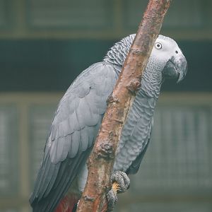 Congo African grey parrot (Psittacus erithacus), 2024-05-22