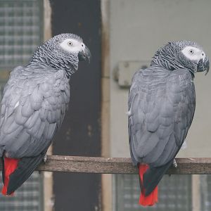 Congo African grey parrots (Psittacus erithacus), 2024-05-22