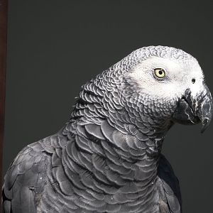 Congo African grey parrot (Psittacus erithacus), 2024-05-23